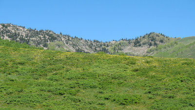 Yellow wildflowers bloom in the verdant Big Flat area.