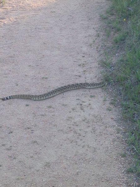 We encountered this rattlesnake on the Interpretive Loop. Don't be fooled – it's not for hugging.