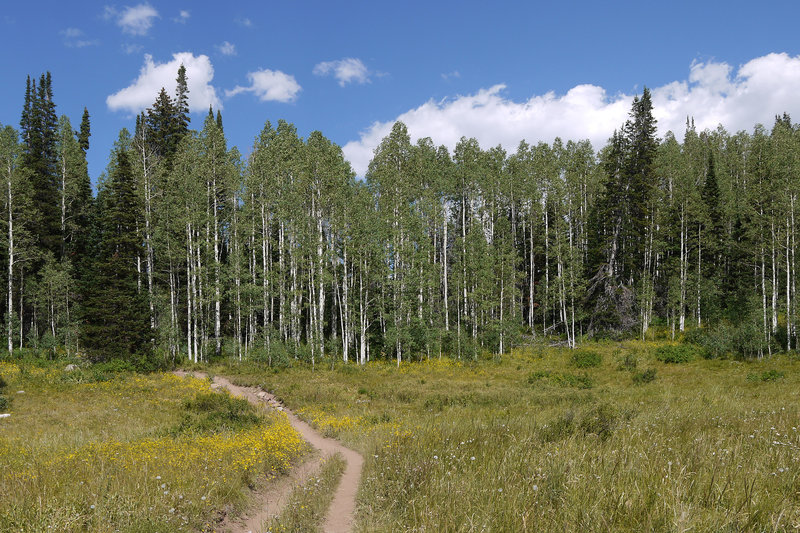 An aspen grove awaits at the top of Mill Creek Canyon.