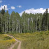 An aspen grove awaits at the top of Mill Creek Canyon.