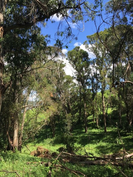 Walking along the Bull Valley Trail, enjoy pleasant green forests before hitting the beach.