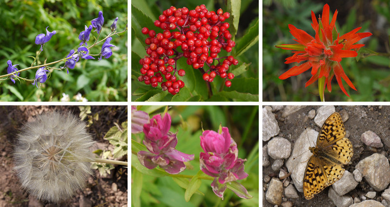 These are some of the flora and fauna you can expect to see during a Wasatch summer on Mill D South Fork.