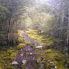 The trail to Casey Saddle Hut is quite mossy in sections.