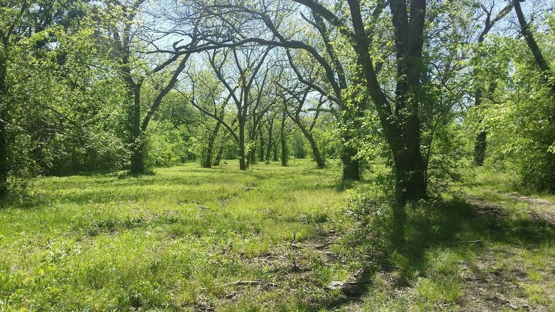 A lovely grove of trees stands along the trail.