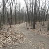 This is the junction of Chickadee Trail and the shortcut; the Chickadee Trail continues along the path labeled "Fox Trail" when traveling from west to east.