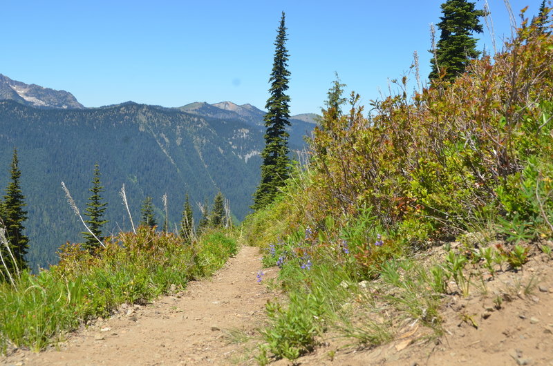 In its upper section along the alpine meadow, the Crystal Peak Trail is in wonderful shape, not to mention it boasts beautiful wildflowers in the spring!