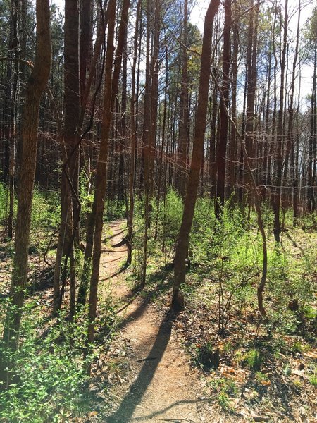 The Lowlands Loop cuts through thin pines in this section.