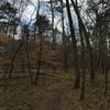 The Occoneechee Loop is heavily forested.