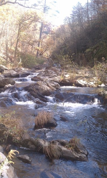 Bottom Creek can be seen and heard babbling past the trail.