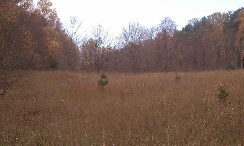 While most of the area is wooded, there are a few open meadows to enjoy.