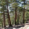 You're rewarded with nice, shady relief along the trail to Mt. Waterman.