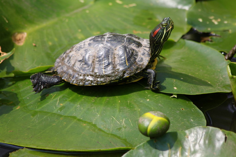 A turtle enjoys the sunshine along the Inner Loop.