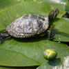 A turtle enjoys the sunshine along the Inner Loop.