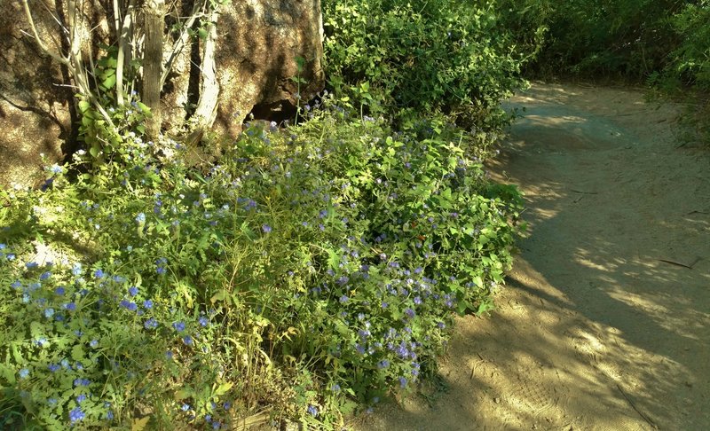 Common phacelia (phacelia distans) blooms along the Palm Canyon Trail.