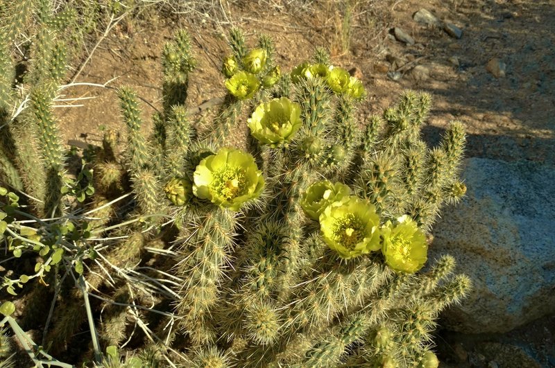 A cholla cactus blooms along the Palm Canyon Trail. This type of cholla cactus has green flowers, while other types have other colors.