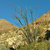 Ocotillo stands in bloom along the Palm Canyon Trail.