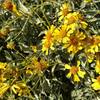 Brittlebush flowers grow along the Palm Canyon Trail.