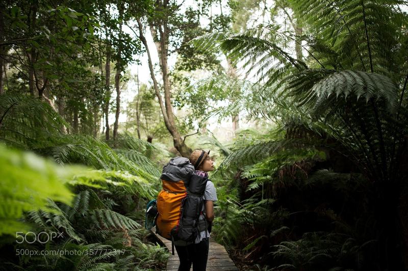 A rainforest boardwalk aids your passage to Sealers Cove.