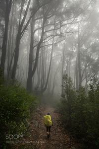 Misty forest walking starts our day on the way to Sealers Cove.