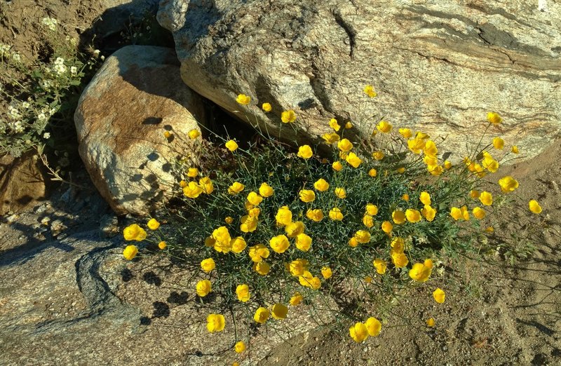 Parish's poppies grow along the Palm Canyon Trail in early April.