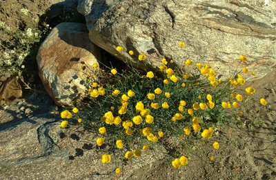 Parish's poppies grow along the Palm Canyon Trail in early April.