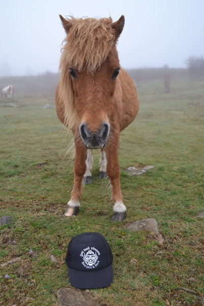 You may have the opportunity to meet the friendly ponies at Grayson Highlands State Park in Virginia.