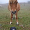 You may have the opportunity to meet the friendly ponies at Grayson Highlands State Park in Virginia.