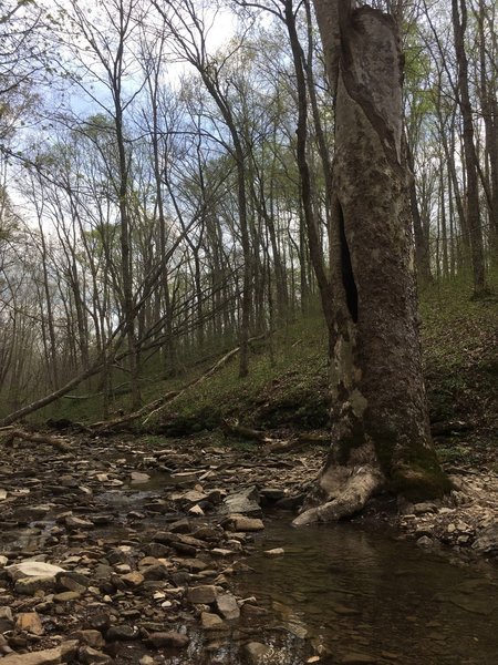 The Elm Lick Trail makes this crossing under the cover of dense trees.