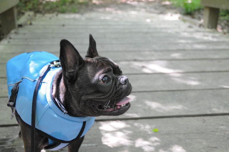 Although Big Thicket is a National Preserve, dogs are allowed.