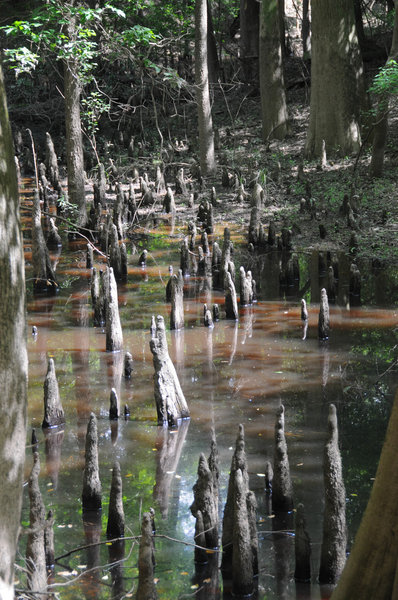 There are lots of opportunities to see these bayou root things in Big Thicket.