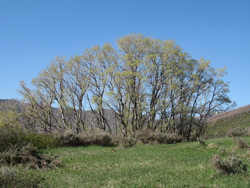 Magnificence exists along Little Mountain Ridge.