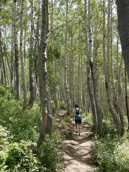 Enjoy beautiful hiking through an aspen grove on Scott's Bypass.