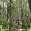 Enjoy beautiful hiking through an aspen grove on Scott's Bypass.