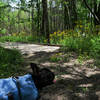 The wide Woodlands Trail passes through forest carpeted in flowers.