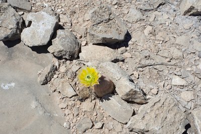 Despite being in a very dry environment, flowering plants can be seen along the trail in the springtime.