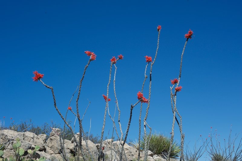 Flowering cacti can be seen on the side of the trail, especially as it begins to drop down to the campground.