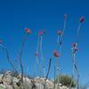 Flowering cacti can be seen on the side of the trail, especially as it begins to drop down to the campground.