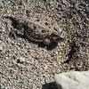 A texas horned lizard, camouflaged against the desert rocks, sits along the side of the trail. Be careful where you step, as lizards and snakes can be found throughout the day.