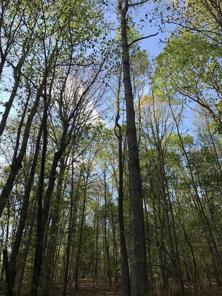 Tall trees along the Explorer Trail provide shade all day.