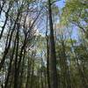 Tall trees along the Explorer Trail provide shade all day.