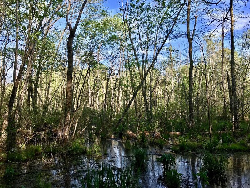 A swampy area alongside the trail.