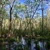 A swampy area alongside the trail.