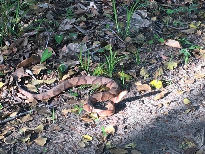 Be aware that Northern Copperhead may be spotted along the trail.