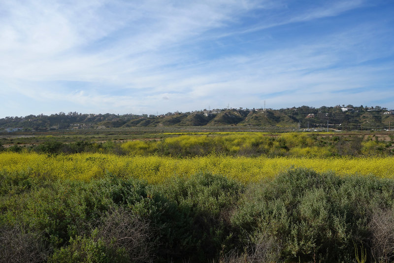 Mustard blooms at San Dieguito Lagoon.