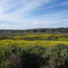 Mustard blooms at San Dieguito Lagoon.