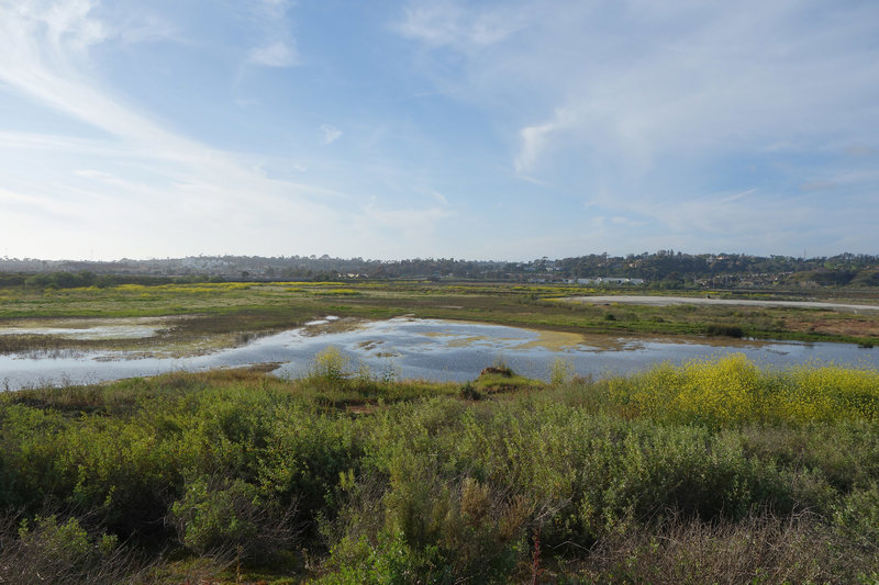 Enjoy wetlands and mustard blooms in San Dieguito Lagoon.