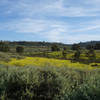 Mustard blooms near San Dieguito Lagoon.