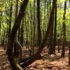 A pair of zig-zag trees grows in Carolina North Forest.