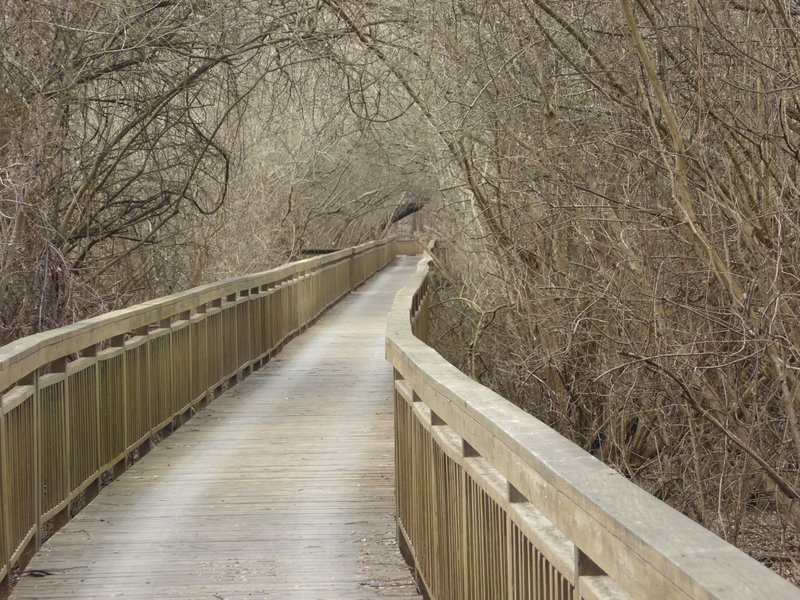 The trail follows a boardwalk through the bayou.