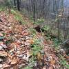 This is typical for the trail between Gunter Fork Cascades and the intersection for Balsam Mountain Trail. It's maybe 2 boots wide for a lot of it. I'd suggest taking this trail up and looping back with another trail down.